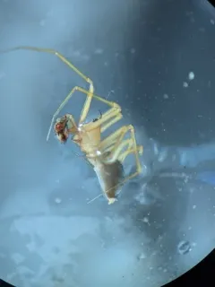 Wubana atypica thumbnail 2