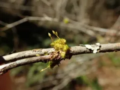 Orthotrichum consimile thumbnail 1