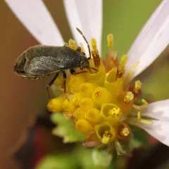 Stygnocoris rusticus thumbnail 4