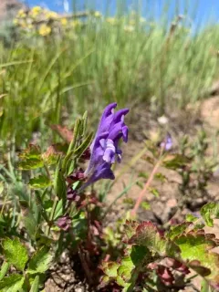 Britton's Skullcap thumbnail 2