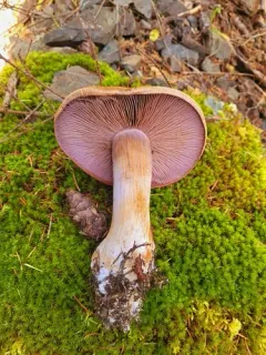 Thaxterogaster fulvo-ochrascens thumbnail 2