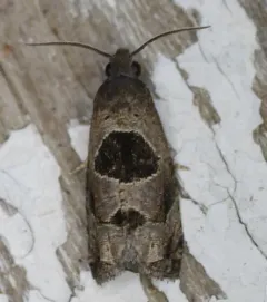 Brighton's Epiblema Moth thumbnail 4
