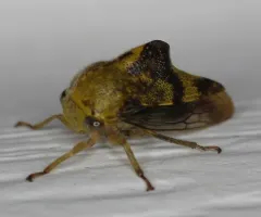 Basswood Treehopper thumbnail 3