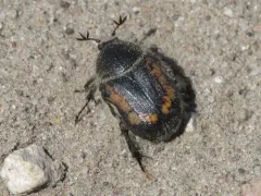Euphoria pilipennis thumbnail 3