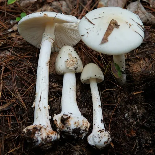 White American Star-Footed Amanita