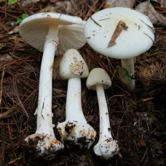 White American Star-Footed Amanita thumbnail 1