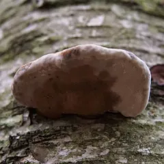 Tinder Polypore thumbnail 2