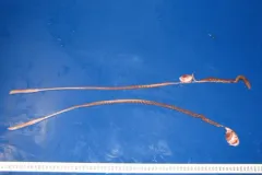 Stephanauge nexilis thumbnail 2