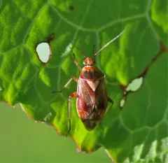 Lygus rubroclarus thumbnail 3