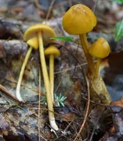 Entoloma luteum thumbnail 1