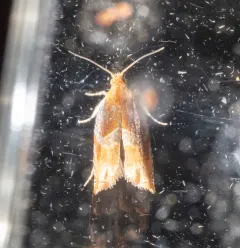 Two-toned Ancylis Moth thumbnail 4