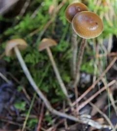 Psilocybe fuscofulva thumbnail 1
