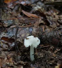Humidicutis pura thumbnail 1