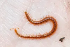 Strigamia branneri thumbnail 1