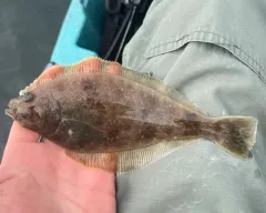 Pacific Sanddab thumbnail 2