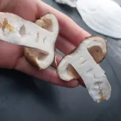 Pocket-stalked russula thumbnail 3