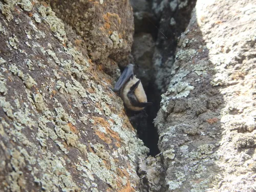 Canyon Bat