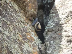 Canyon Bat thumbnail 1