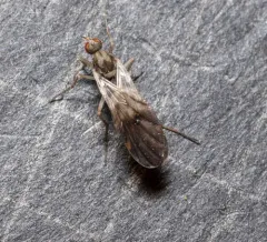 Rhamphomyia nasoni thumbnail 3