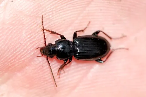 Pterostichus caudicalis