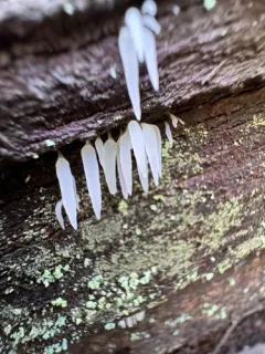 icicle spine thumbnail 4