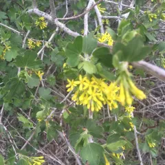 golden currant thumbnail 3