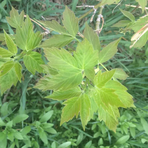 box elder