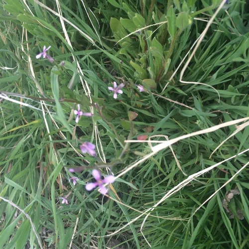 crossflower