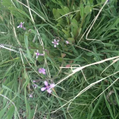 crossflower thumbnail 1