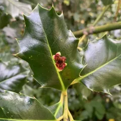 European Holly Leafminer thumbnail 4