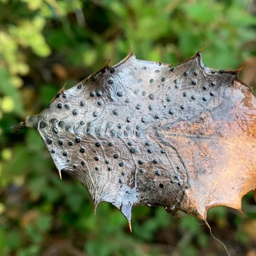 Phacidium lauri