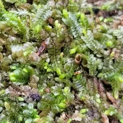 Jameson's Liverwort thumbnail 3
