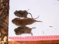 Southern Bog Lemming thumbnail 1