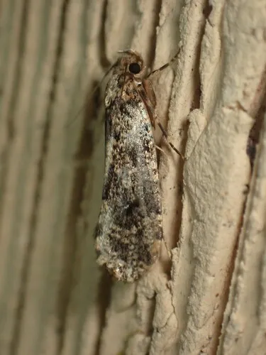 Montescardia fuscofasciella
