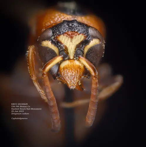Stenodynerus percampanulatus