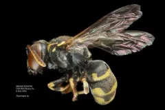 Euparagia scutellaris thumbnail 3