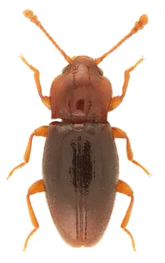 Rhanidea unicolor thumbnail 2