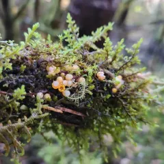 cannonball fungus thumbnail 2