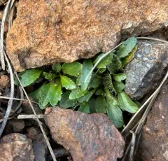 Waldo Rockcress thumbnail 2