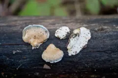 Cyanosporus arbuti thumbnail 3