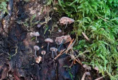 Madrone Micro thumbnail 2