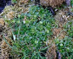 Dwarf Mouse-ear thumbnail 2