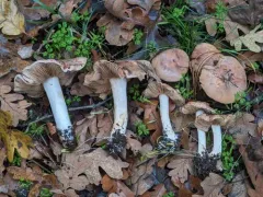 Hebeloma albomarginatum thumbnail 4