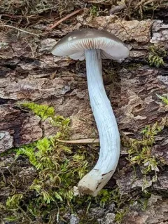 Pluteus phaeocyanopus thumbnail 2