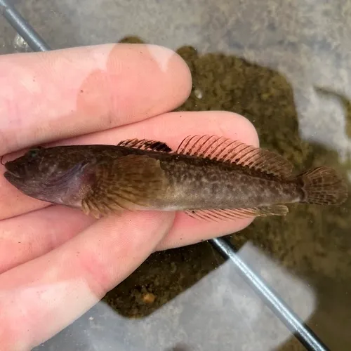 Margined Sculpin