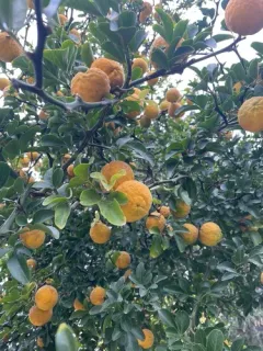 trifoliate orange thumbnail 1