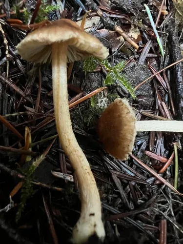 darkish fibrecap