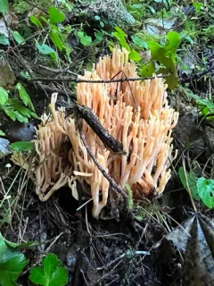 Ramaria leptoformosa thumbnail 1