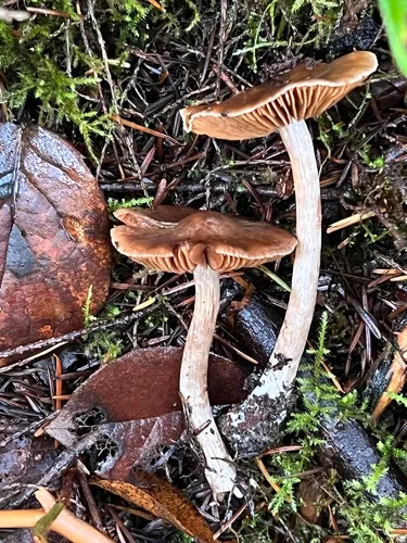 Cortinarius aavae