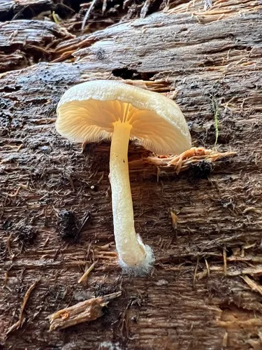 Entocybe speciosa